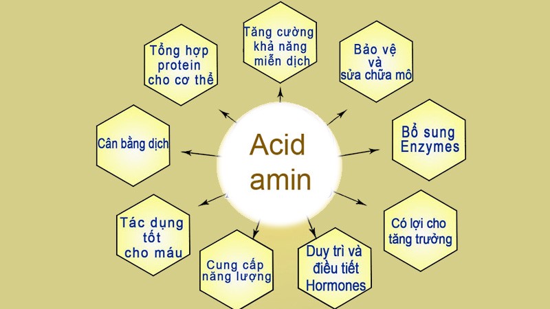 Lý thuyết amino axit: cách gọi tên, tính chất hóa học, tính chất vật lí, điều chế, ứng dụng Cập Nhật 01/2023