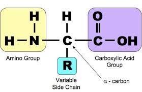 Lý thuyết amino axit: các gọi tên, tính chất hóa học, ứng dụng