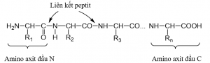 liên kết peptit